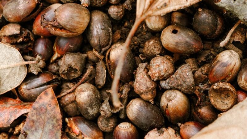 Pourquoi Ifdak devient Zimdan : Explications détaillées