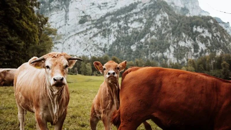 10 idées inédites pour des vacances en famille