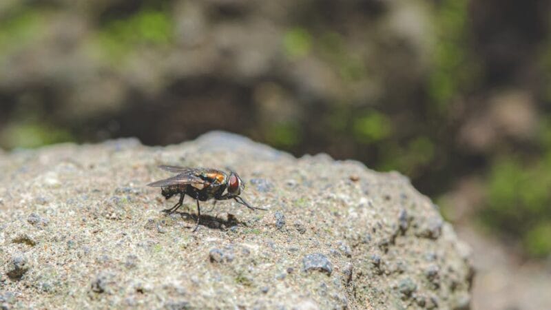 Séries pour enfants à découvrir