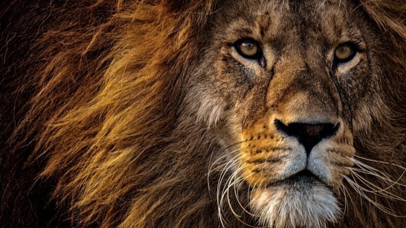 Disponibilité de Mufasa en streaming sur Disney+