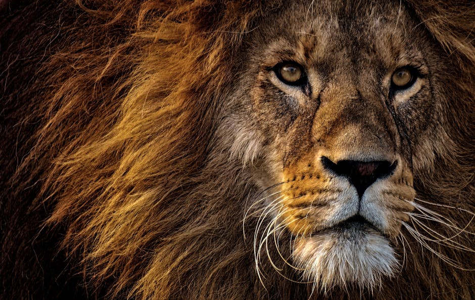Disponibilité de Mufasa en streaming sur Disney+